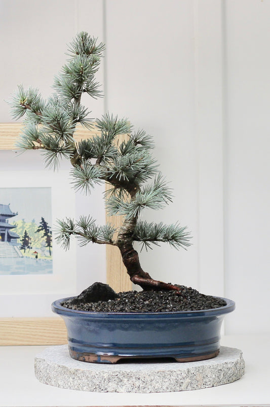 Bonsai - Blue Cedar - Orlando - 48cm
