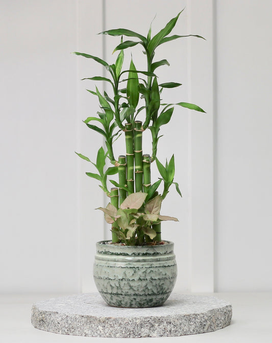 Lucky Bamboo - Haruki - 33cm