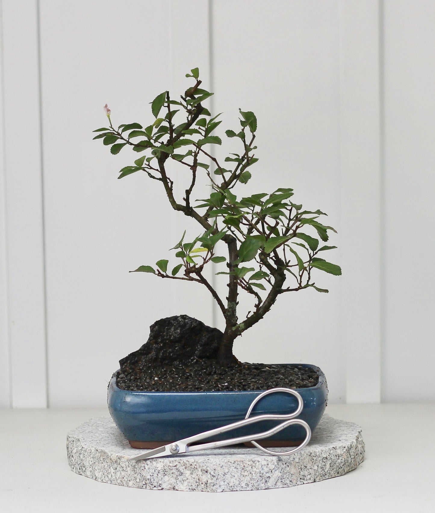 Bonsai - Lavender Star - 30cm