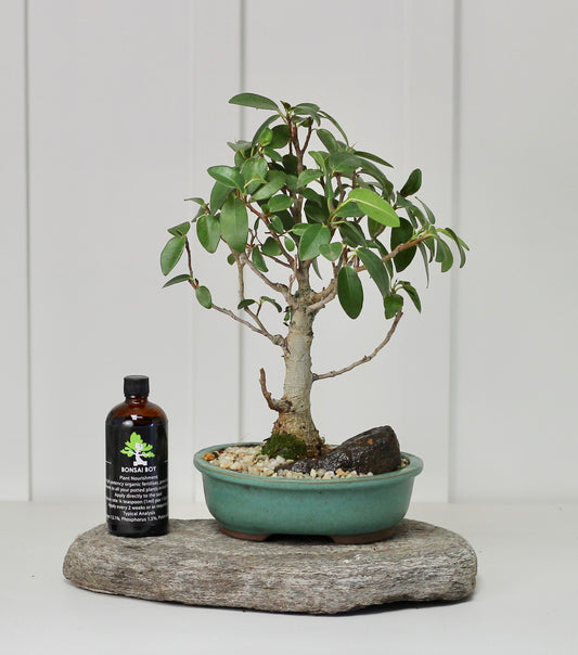 Bonsai - Port Jackson Fig - Laura - 35cm