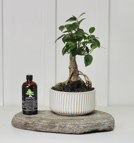 Bonsai - Port Jackson Fig - Dawson - 30cm