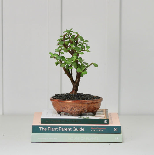 Bonsai -  Crassula Ovata - Toto- 23cm
