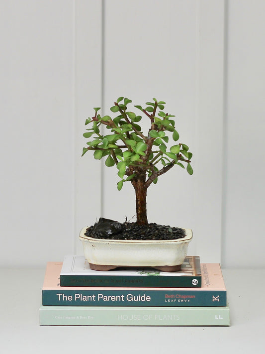 Bonsai -  Crassula Ovata - Dorothy - 23cm