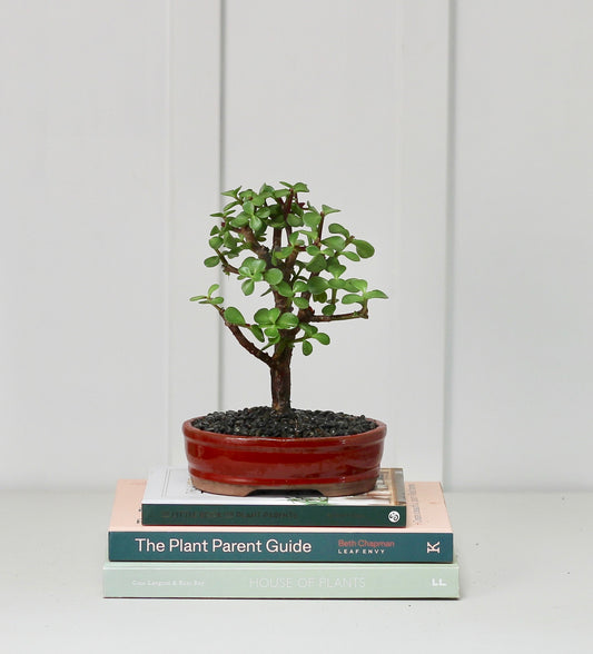 Bonsai -  Crassula Ovata - Lennie - 23cm