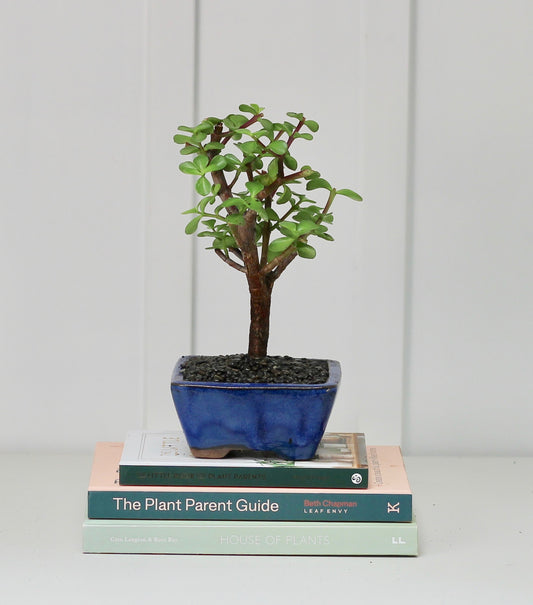 Bonsai -  Crassula Ovata - Rayanne - 23cm