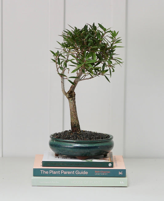 Bonsai - Port Jackson Fig - Fiona - 35cm