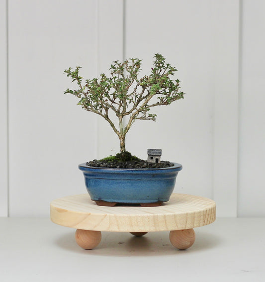 Bonsai - Serissa - Pink Flowering - 24cm