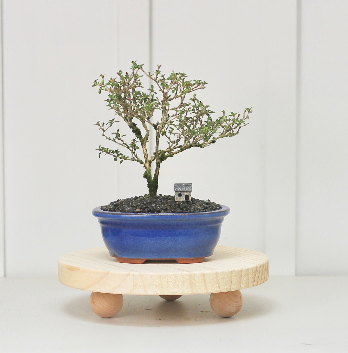 Bonsai - Serissa - Pink Flowering - 23cm