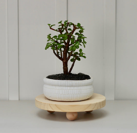 Bonsai -  Crassula Ovata - Evie - 35cm