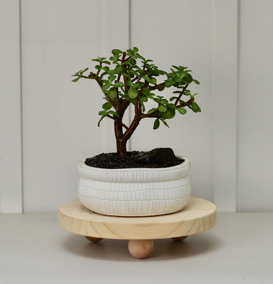 Bonsai -  Crassula Ovata - Charli - 32cm