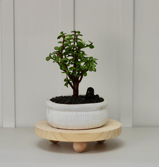 Bonsai -  Crassula Ovata - Willa - 32cm