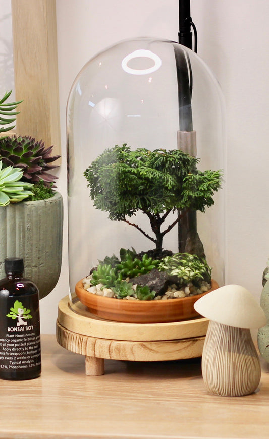 Bonsai Terrarium - Conifer - 公園地 Kōen-chi - 24cm