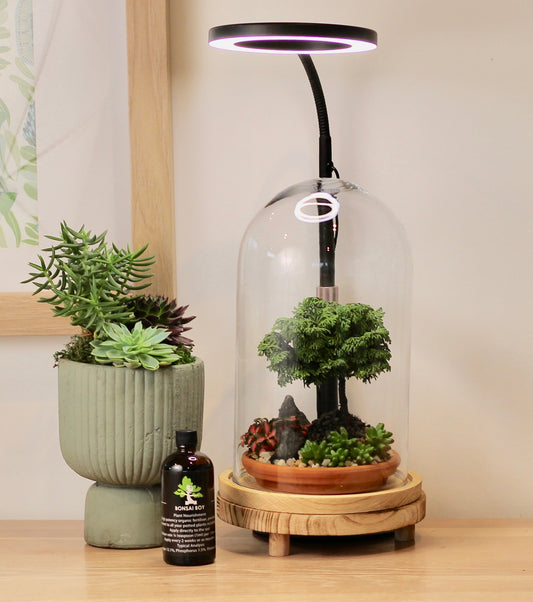 Bonsai Terrarium -Conifer  -  家族 - Kazoku - 30cm