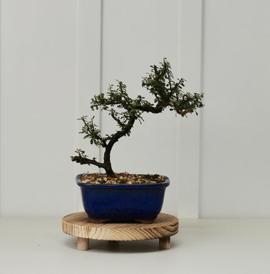 Bonsai - Cotoneaster - Riley - 26cm