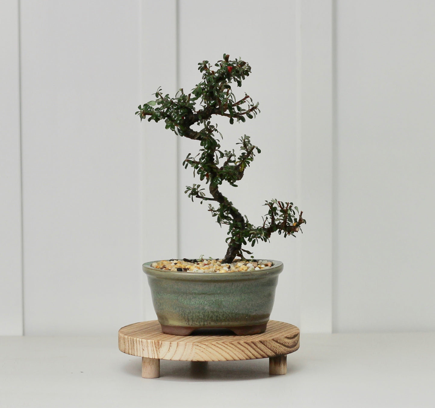 Bonsai - Cotoneaster - Matilda - 30cm