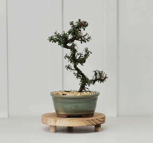 Bonsai - Cotoneaster - Matilda - 30cm