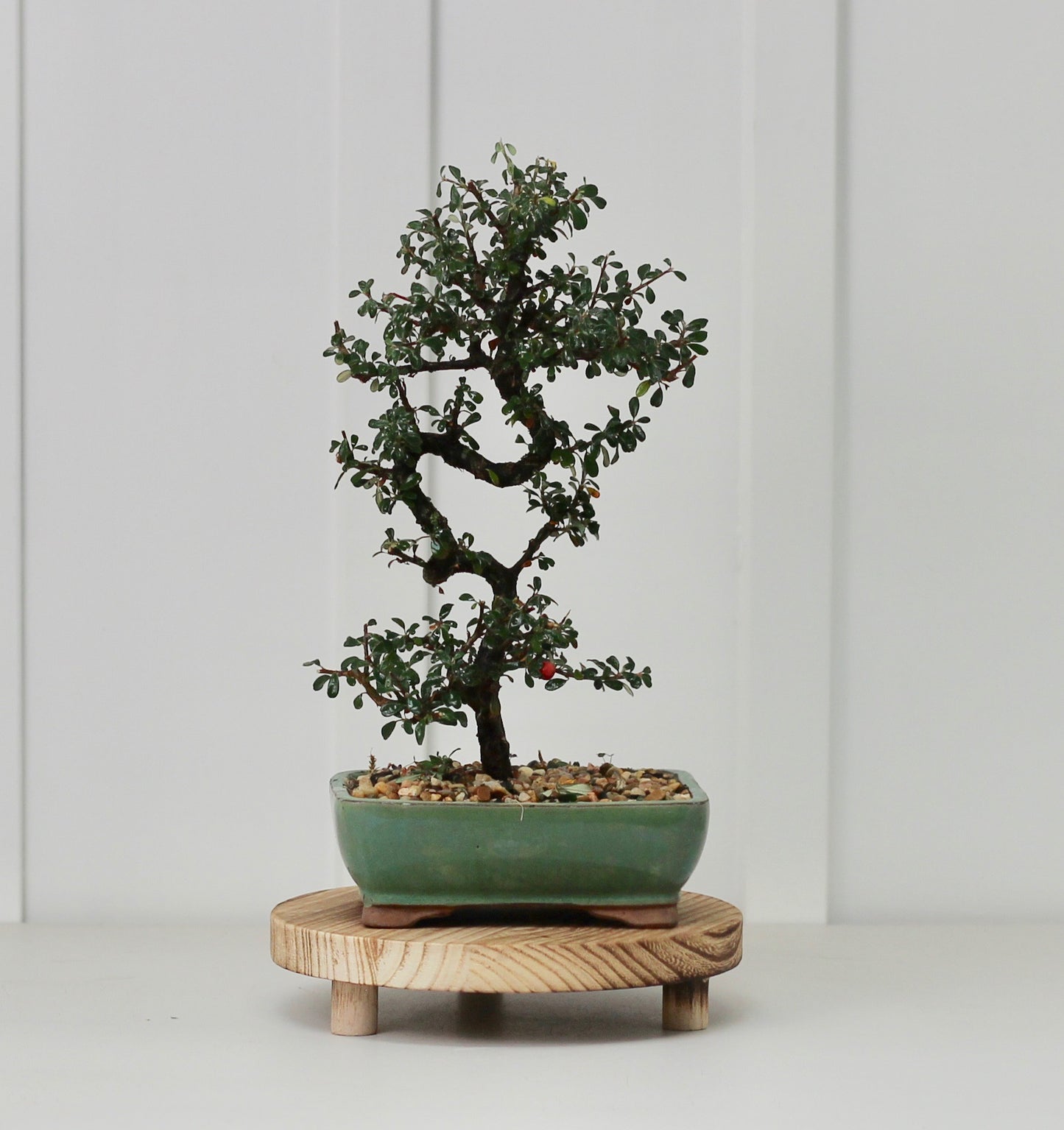Bonsai - Cotoneaster - Leo - 30cm