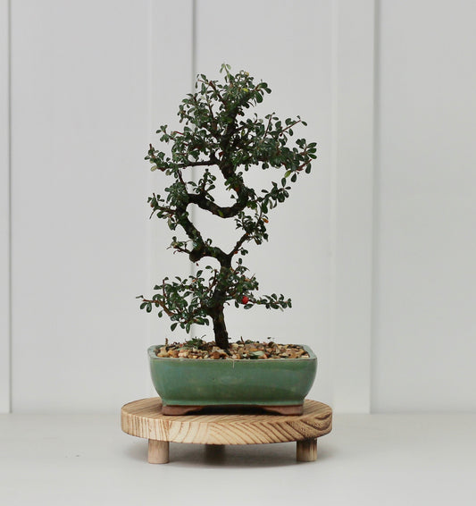 Bonsai - Cotoneaster - Leo - 30cm