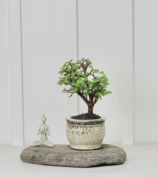 Bonsai - Crassula Ovata - Self Watering Vessel - Earth