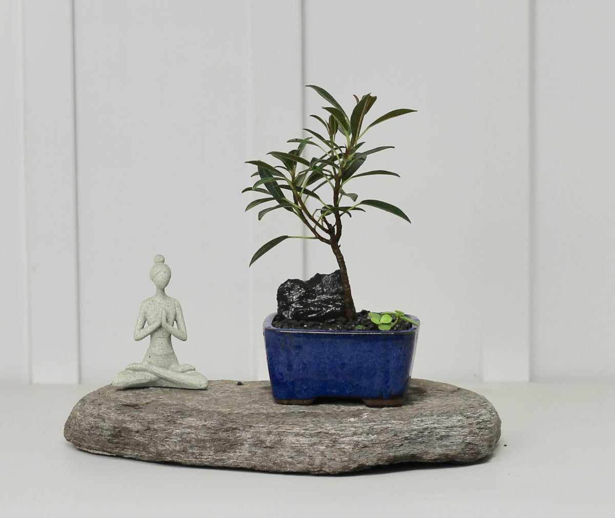 Bonsai - Port Jackson Fig - Harry - 20cm
