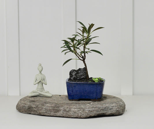 Bonsai - Port Jackson Fig - Harry - 20cm