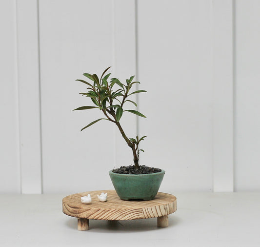 Bonsai - Port Jackson Fig - Edith - 20cm