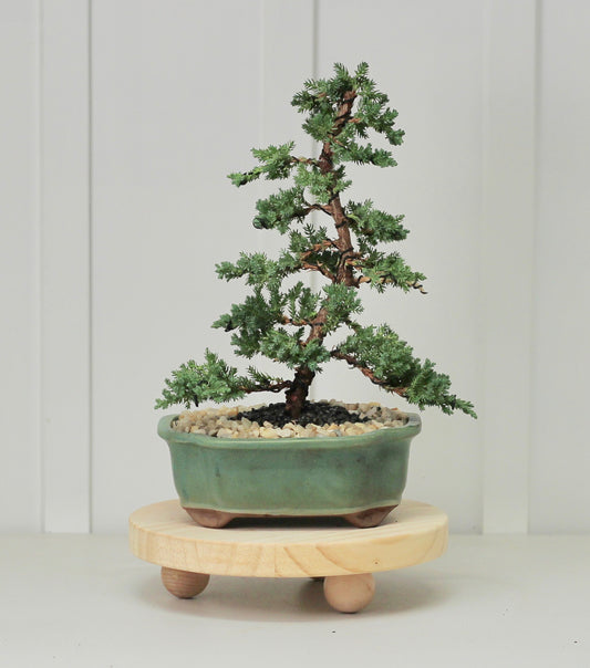 Bonsai - Juniper - Aqua - 36cm
