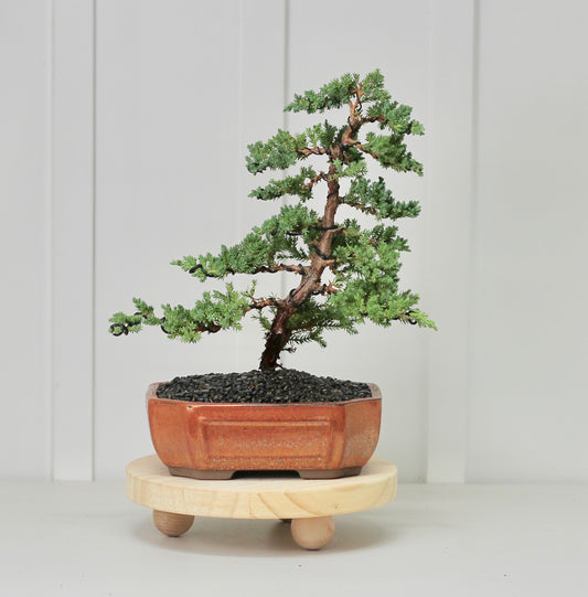 Bonsai - Juniper - Margo - 39cm