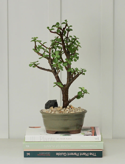 Bonsai -  Crassula Ovata - Leon - 35cm