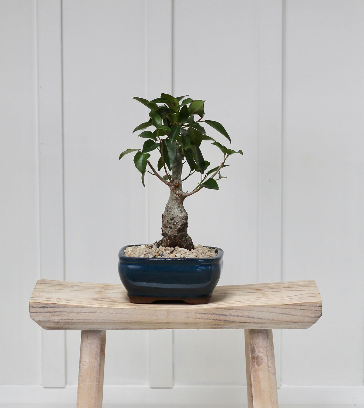 Bonsai - Port Jackson Fig - Harvey - 30cm