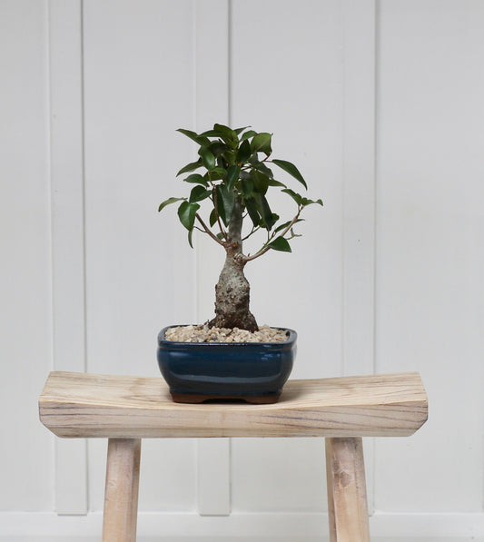 Bonsai - Port Jackson Fig - Harvey - 30cm