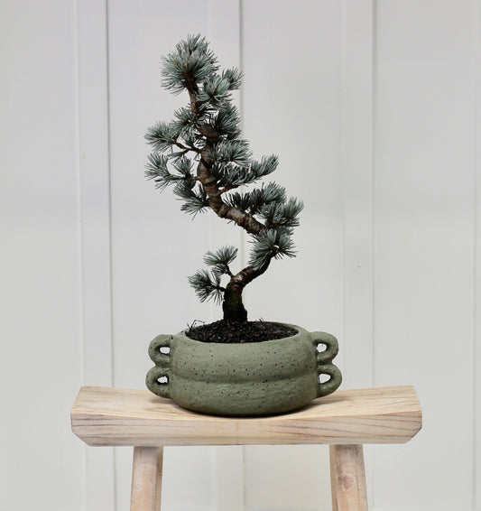 Bonsai - Blue Cedar - Elizabethan - 48cm