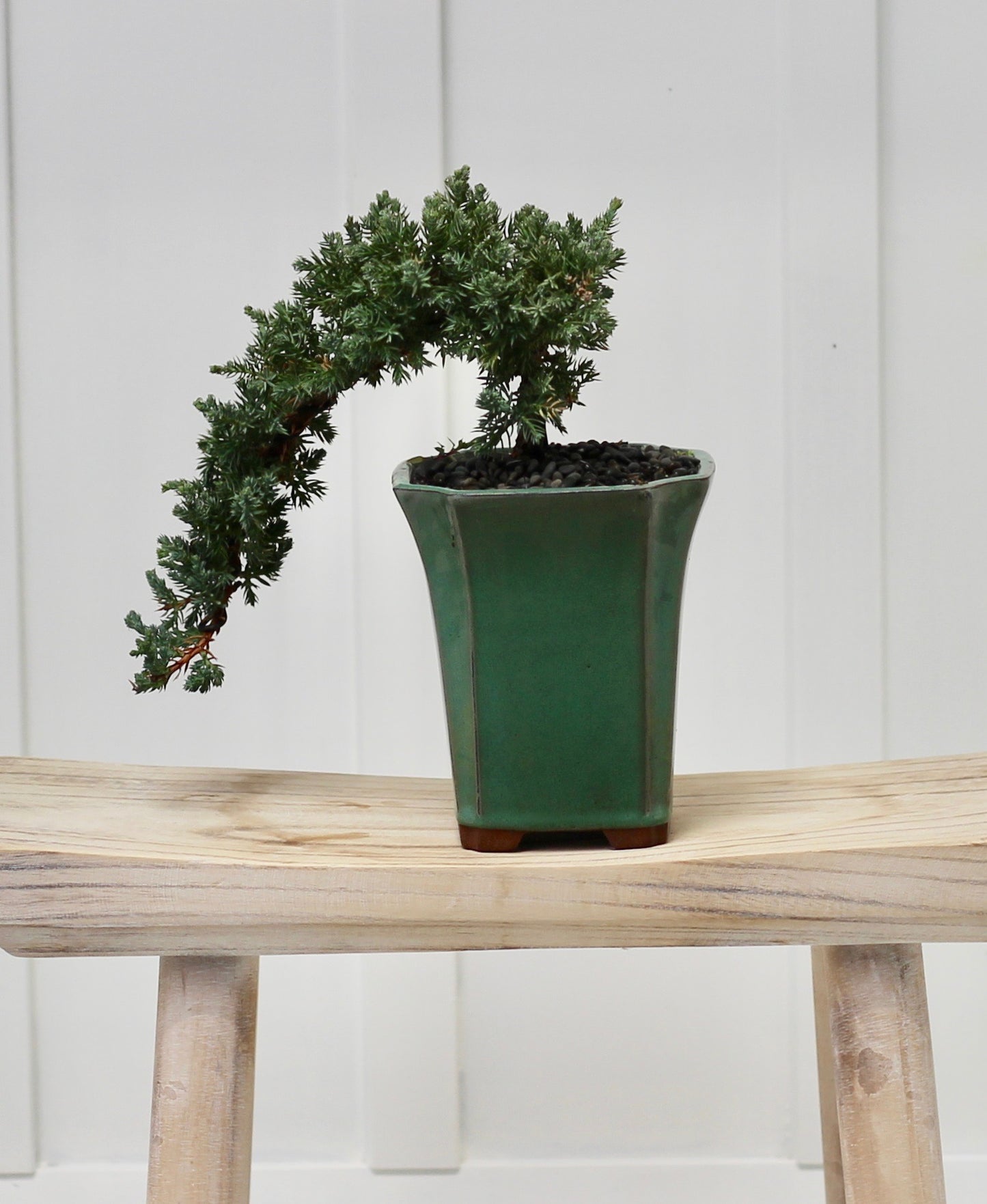 Bonsai - Juniper - Danielle - 28cm