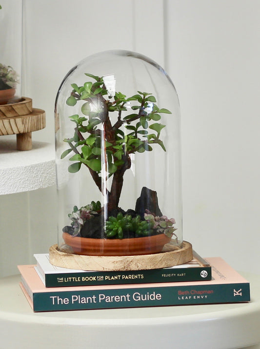 Bonsai Terrarium - Crassula Jade - 友情 - Yūjō 30cm