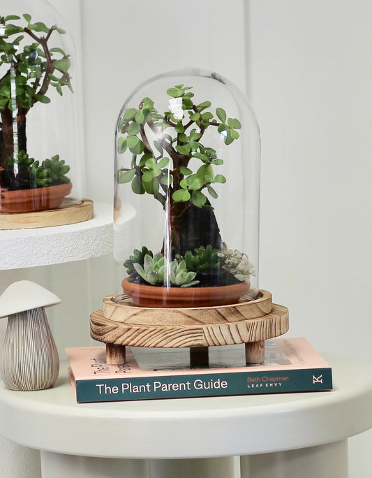 Bonsai Terrarium - Crassula Jade - 熱帯雨林 - (Nettaiurin) - 24cm