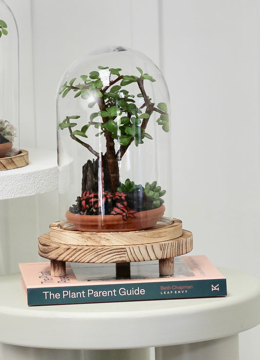 Bonsai Terrarium - Crassula Jade - 知恵 - Chie - 24cm