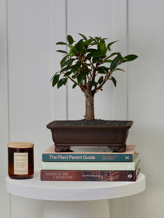 Bonsai - Port Jackson Fig - Harriet - 35cm