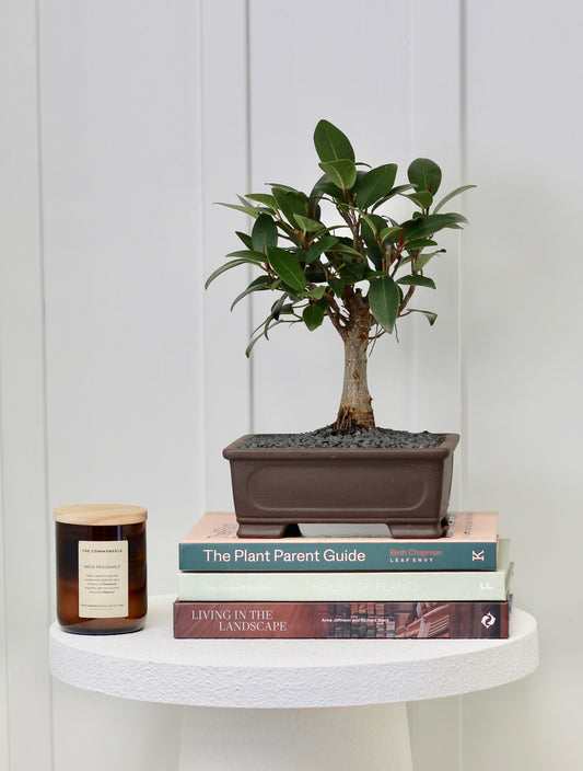 Bonsai - Port Jackson Fig - Oliver - 30cm