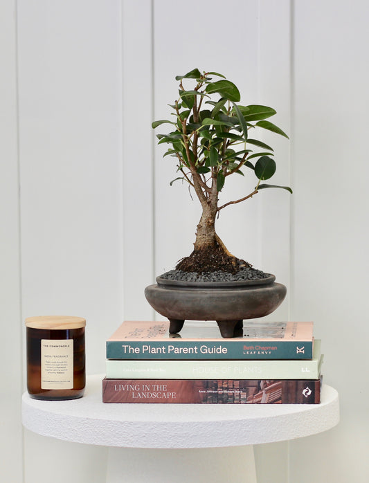 Bonsai - Port Jackson Fig - Isabelle - 33cm