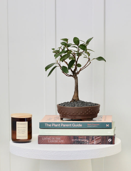 Bonsai - Port Jackson Fig - Penny - 33cm