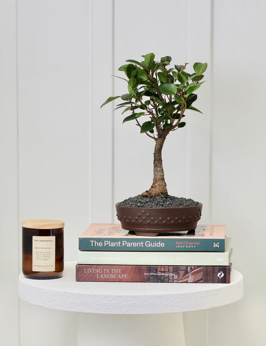 Bonsai - Port Jackson Fig - Megan - 33cm