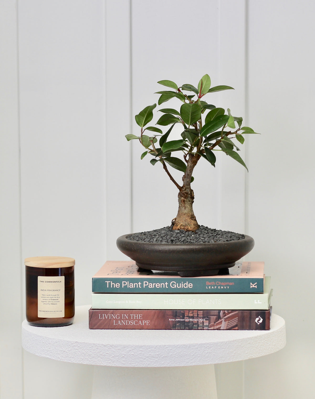 Bonsai - Port Jackson Fig - Hugo - 29cm