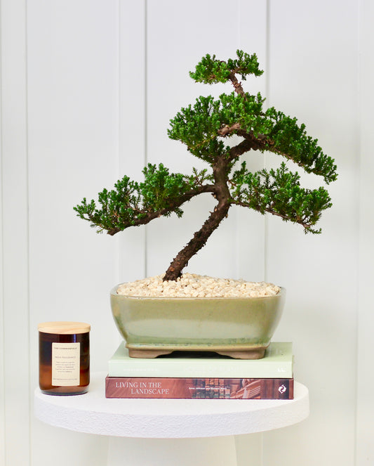 Bonsai - Juniper - Elton - 45cm