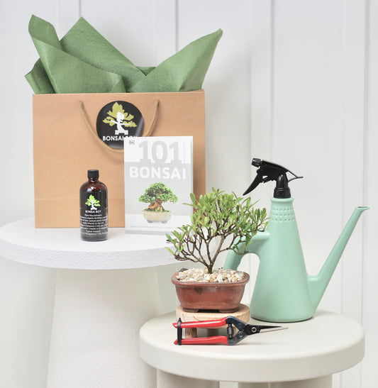 Bonsai Starter Kit - Little Ruby Fig - リトル・ルビーフィグ - 21cm
