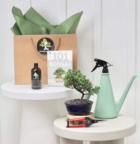 Bonsai Starter Kit - ジュニパー (Junipā) - 20cm