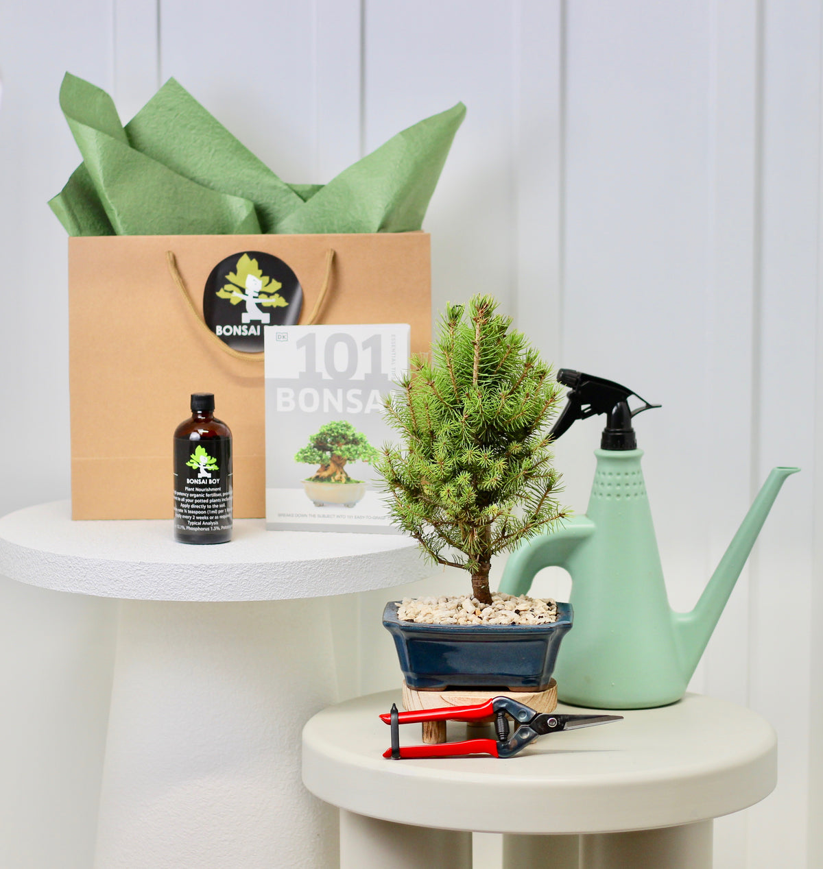 Bonsai Starter Kit - Picea - ピセア - 30cm