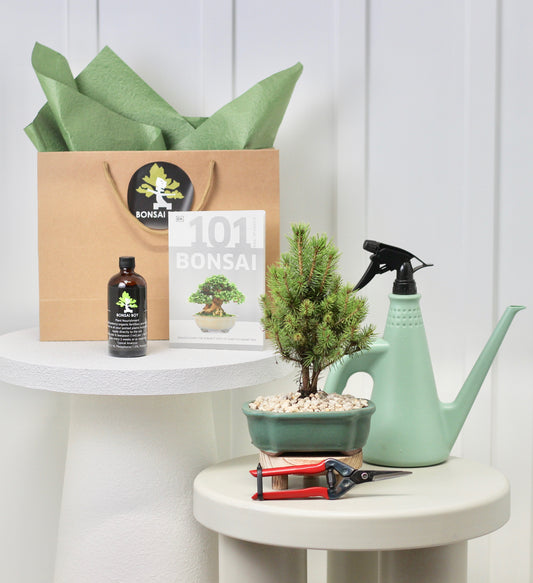 Bonsai Starter Kit - Picea - ピセア - 30cm