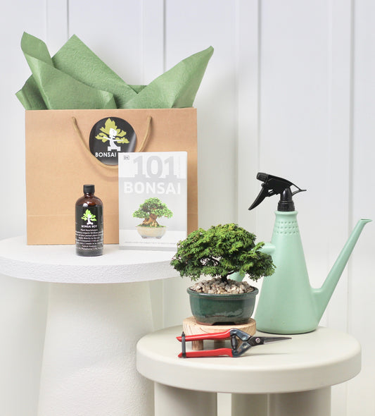 Bonsai Starter Kit - Conifer - 針葉樹の - 16cm