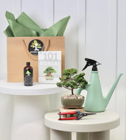 Bonsai Starter Kit - Conifer - 針葉樹の - 16cm