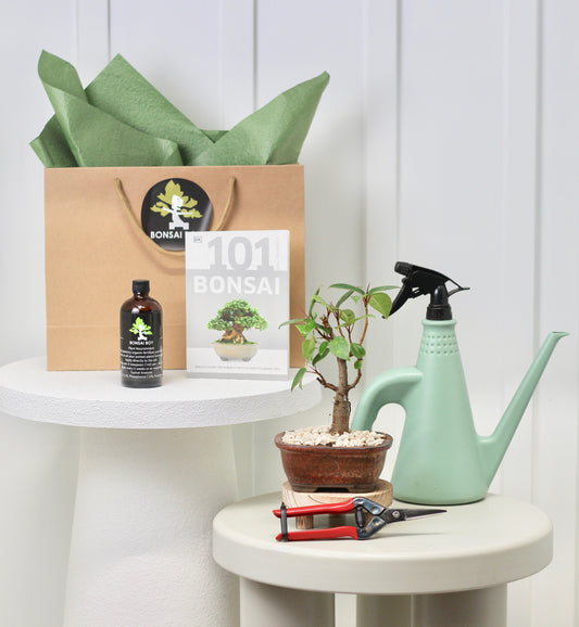 Bonsai Starter Kit - Port Jackson Fig - ガジュマル  - 22cm